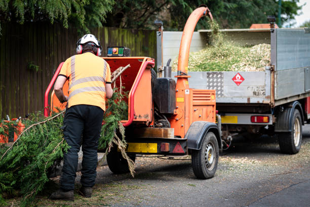 Best Lawn Disease Treatment  in Tipp City, OH