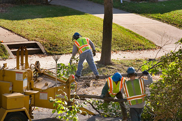 Professional Tree Care Services in Tipp City, OH